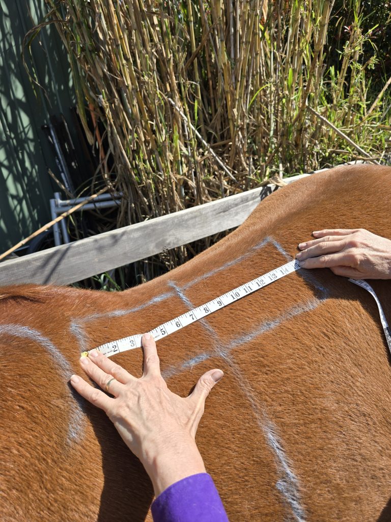 Equine Saddlefit - how to check saddlefit