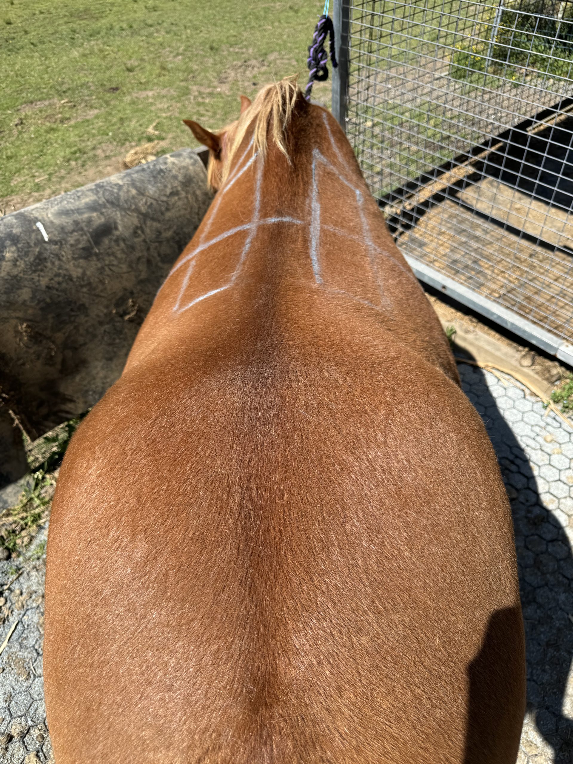 Dorsal view of saddlefit area marked up