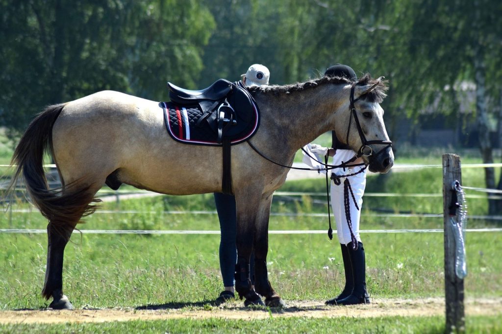 Saddlefitter and horse and rider
