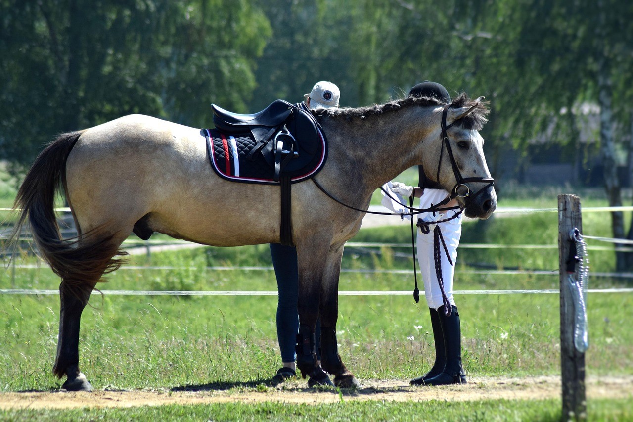 Saddlefitter and horse and rider