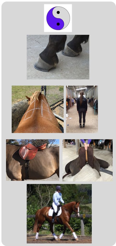 Holistic Saddlefit explained