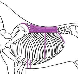 Saddle Fit Area drawn on image of a horse