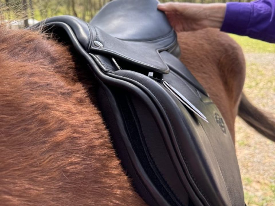 Checking Equine Saddlefit placing the saddle on a horse